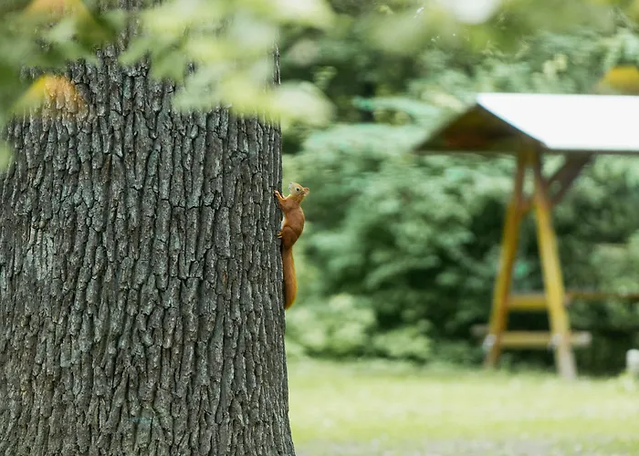 酒店 Turmvilla 巴德马斯考